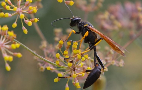 Mud Dauber on yellow budding flowers.