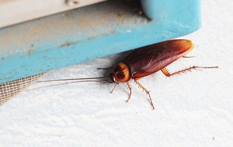 A cockroach crawling in a home