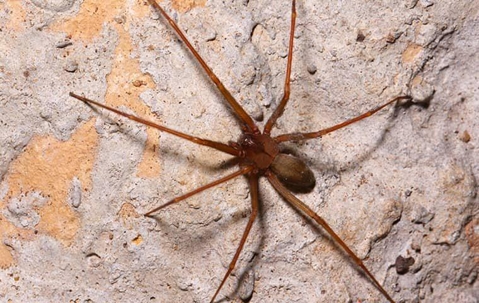 Brown Recluse Spider on a wall.