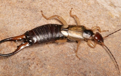 Earwig crawling in a home.