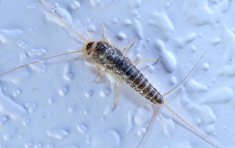 Silverfish on a bathroom wall.