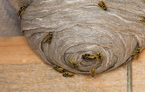wasps