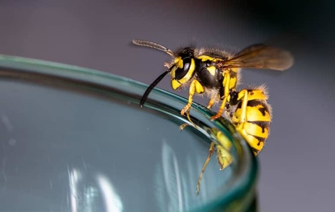 A black and yellow wasp balancing along the edge of a glass of water in a Sacramento home