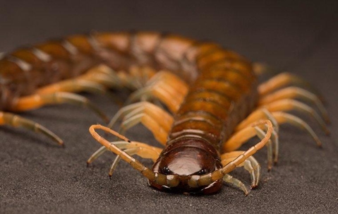 Centipede crawling in a garage.