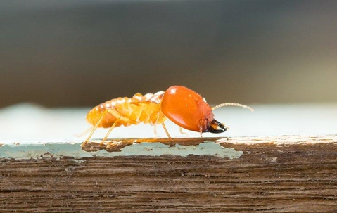 Termite crawling on wood