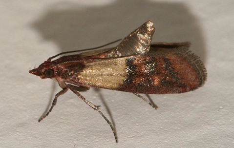 Indian meal moth crawling in pantry