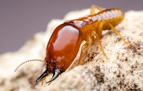 A big termite on sawdust