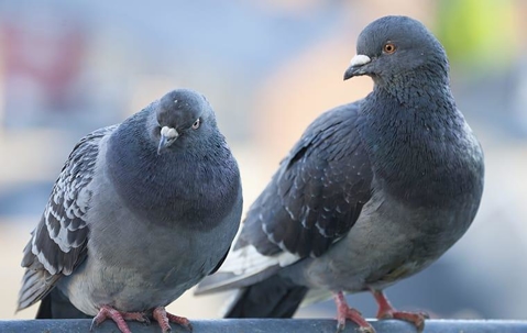 Pigeons on building