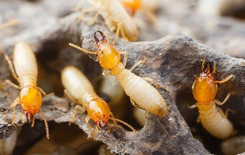 Termites crawling in their colony.