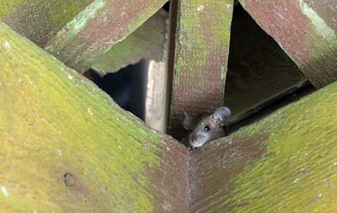 a roof rat hiding in the rafter of a Sacramento California home