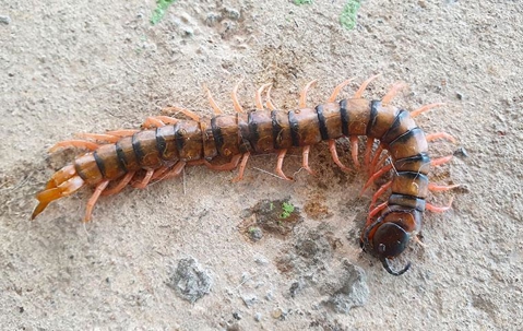 Centipede crawling on pavement.
