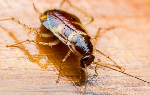 Brown Banded Cockroach crawling on a wooden floor.