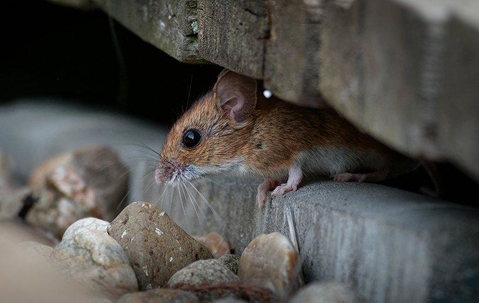 House mouse hiding under a home.