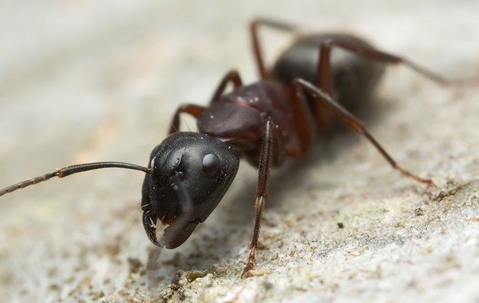 Carpenter Ant crawling on sawdust.