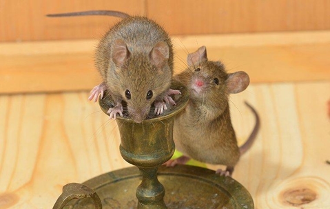 Two mice on an empty brass candle stick holder.