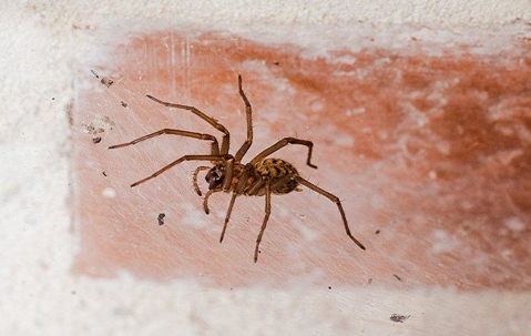 A spider crawling on a brick