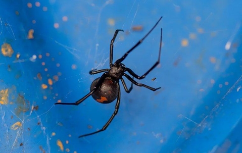 A black widow on a web
