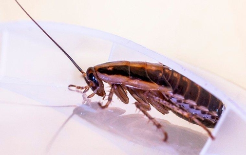 Cockroach inside a plastic container.