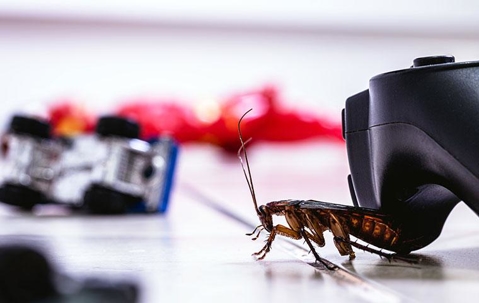 A cockroach crawling across a living room floor