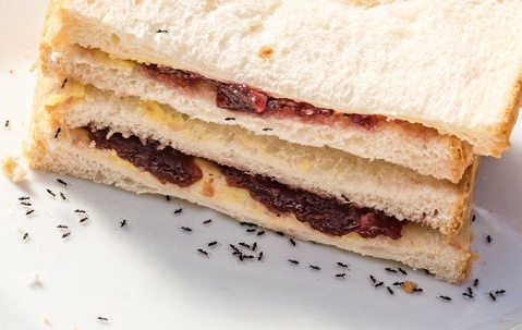 Ants swarming sandwiches.