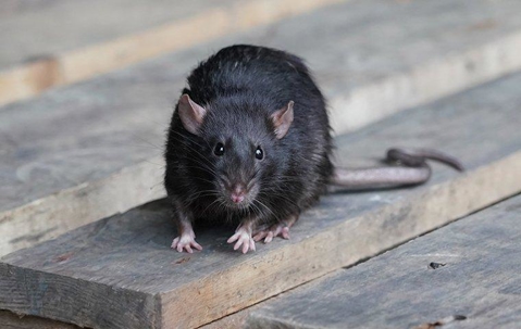 Black rat on a pallet.