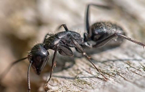 A carpenter ant crawling on wood