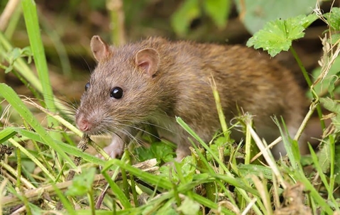 Brown rat hiding in green grass.