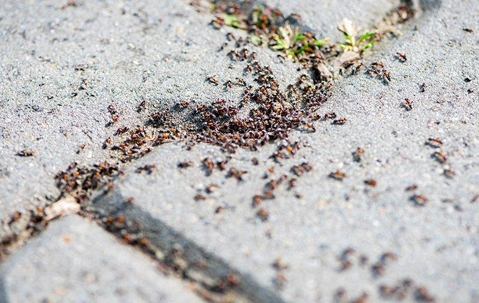 Ant infestation outdoors.