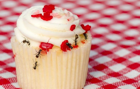 Ants crawling on a cupcake