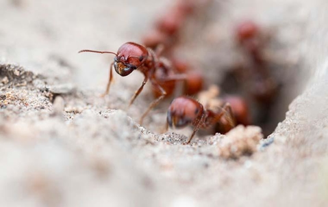 Ants on ground