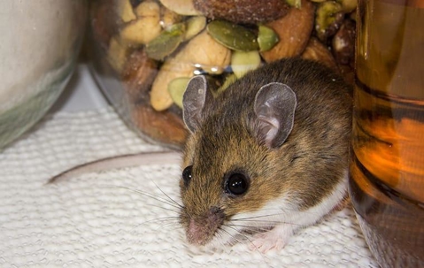 Mouse in a pantry.