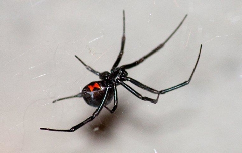 Black Widow Spider in its web.