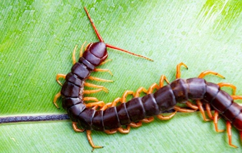 Centipede on a leaf