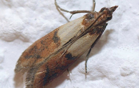 Indian Meal Moth on flour.