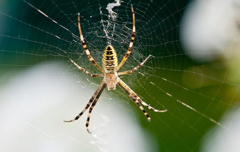 Large garden spider on web