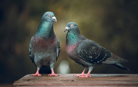 Two pigeons perched