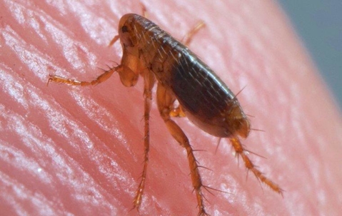 Flea on skin