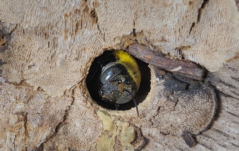 A carpenter bee in a hole