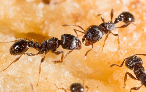 Ants crawling on food.
