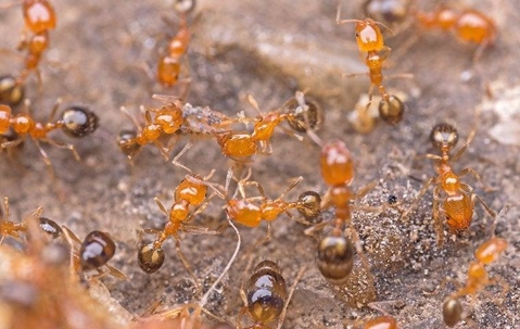 Ant infestation.
