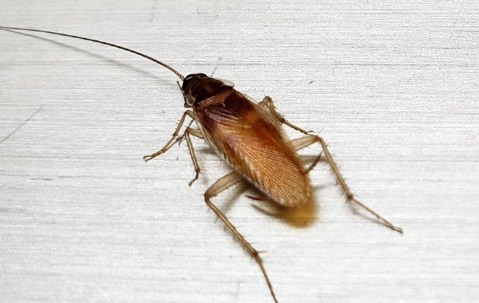 A German cockroach crawling on the floor