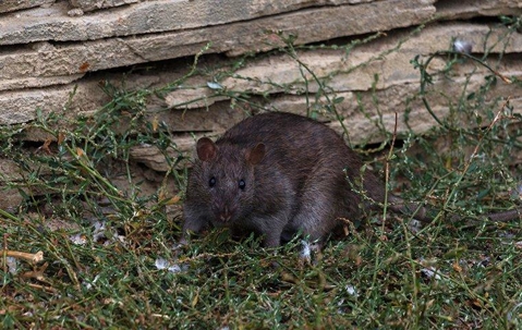 Black rat near a rock wall