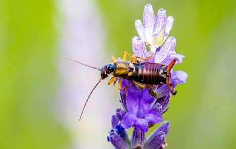 Earwig on a flower.