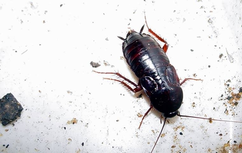 A oriental cockroach on wall