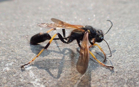 A mud dauber wasp crawling on the ground