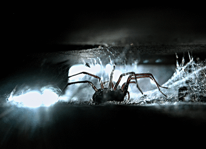 Spider crawling in the dark.