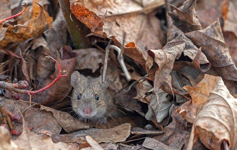 Mouse in fallen leaves