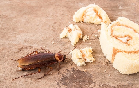 A cockroach eating food on the floor