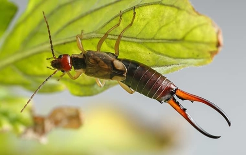 Earwig on a leaf.