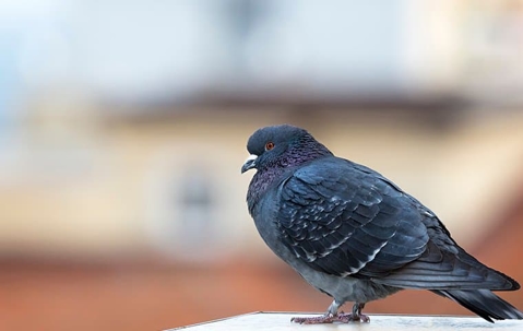 Pigeon on ledge